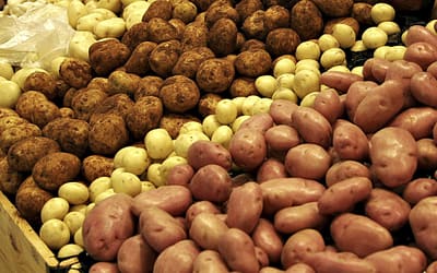 Career Path (or pit): a potato-based semi-factual tale