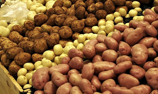 Career Path (or pit): a potato-based semi-factual tale
